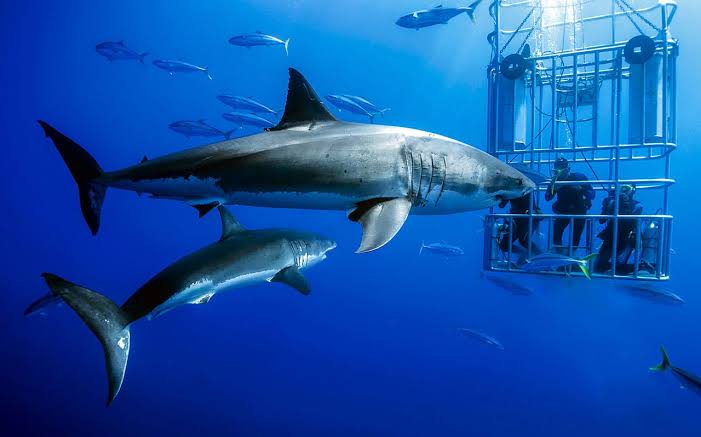 cage diving sharks